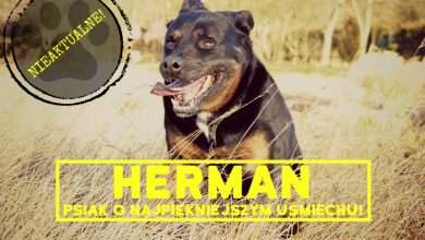 Herman