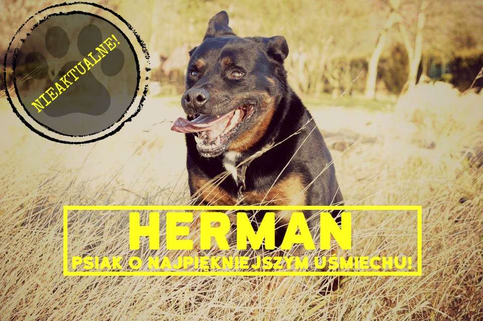 Herman