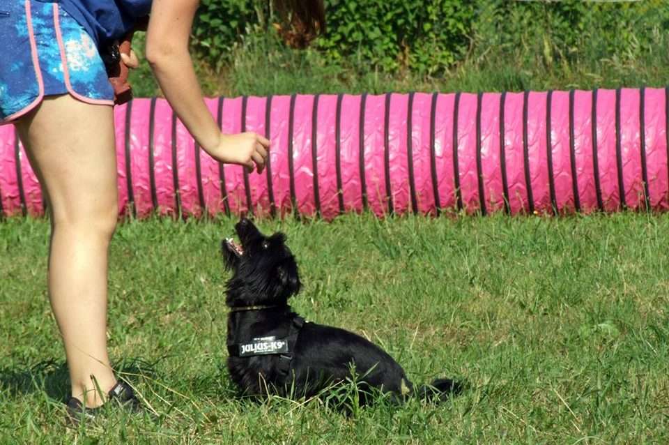 pies Shaggy i Paulina