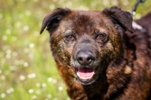 pręguś - psiak do adopcji