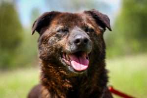 pręguś - psiak do adopcji