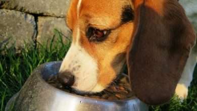 karma sucha i karma mokra