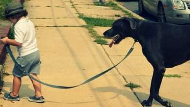 spacer psa i dziecka