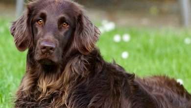 jak oduczyc kopania dziur