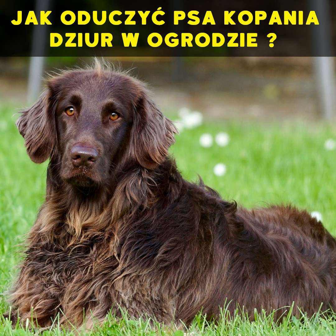 jak oduczyc kopania dziur