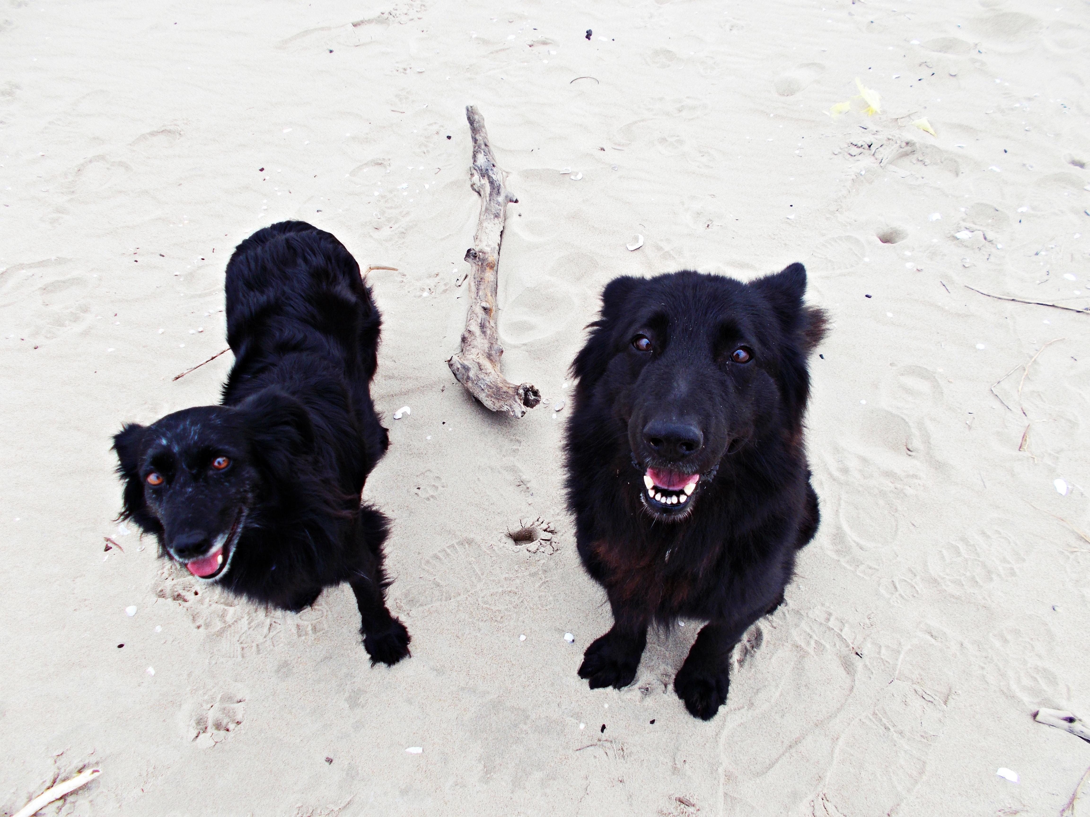 adopcja dorosłych psów