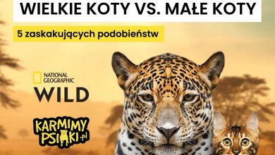 wielkie i małe koty