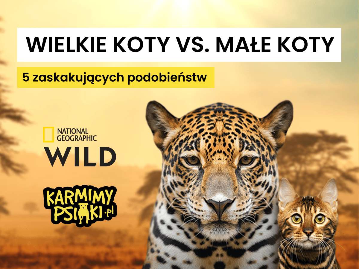 wielkie i małe koty