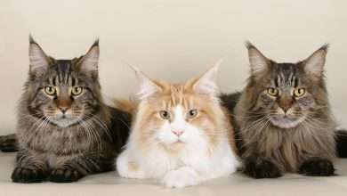 maine coon