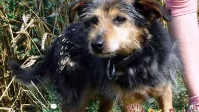 szuszu pies do adopcji