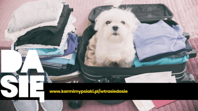 co zabrać na wyjazd z psem