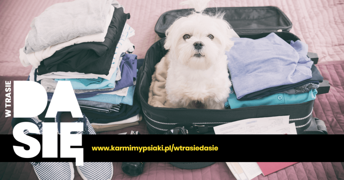 co zabrać na wyjazd z psem