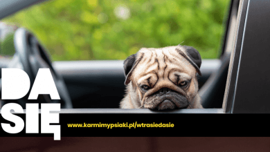 choroba lokomocyjna u psa