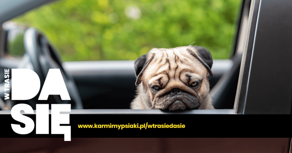 choroba lokomocyjna u psa