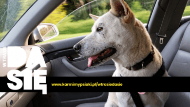 pies w samochodzie