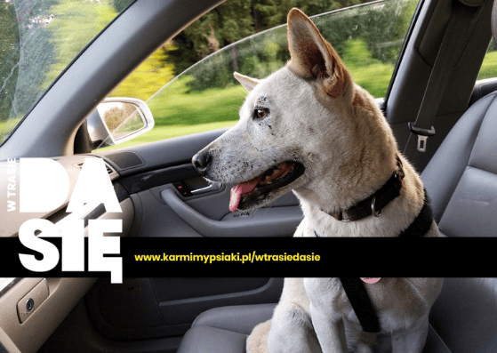 pies w samochodzie
