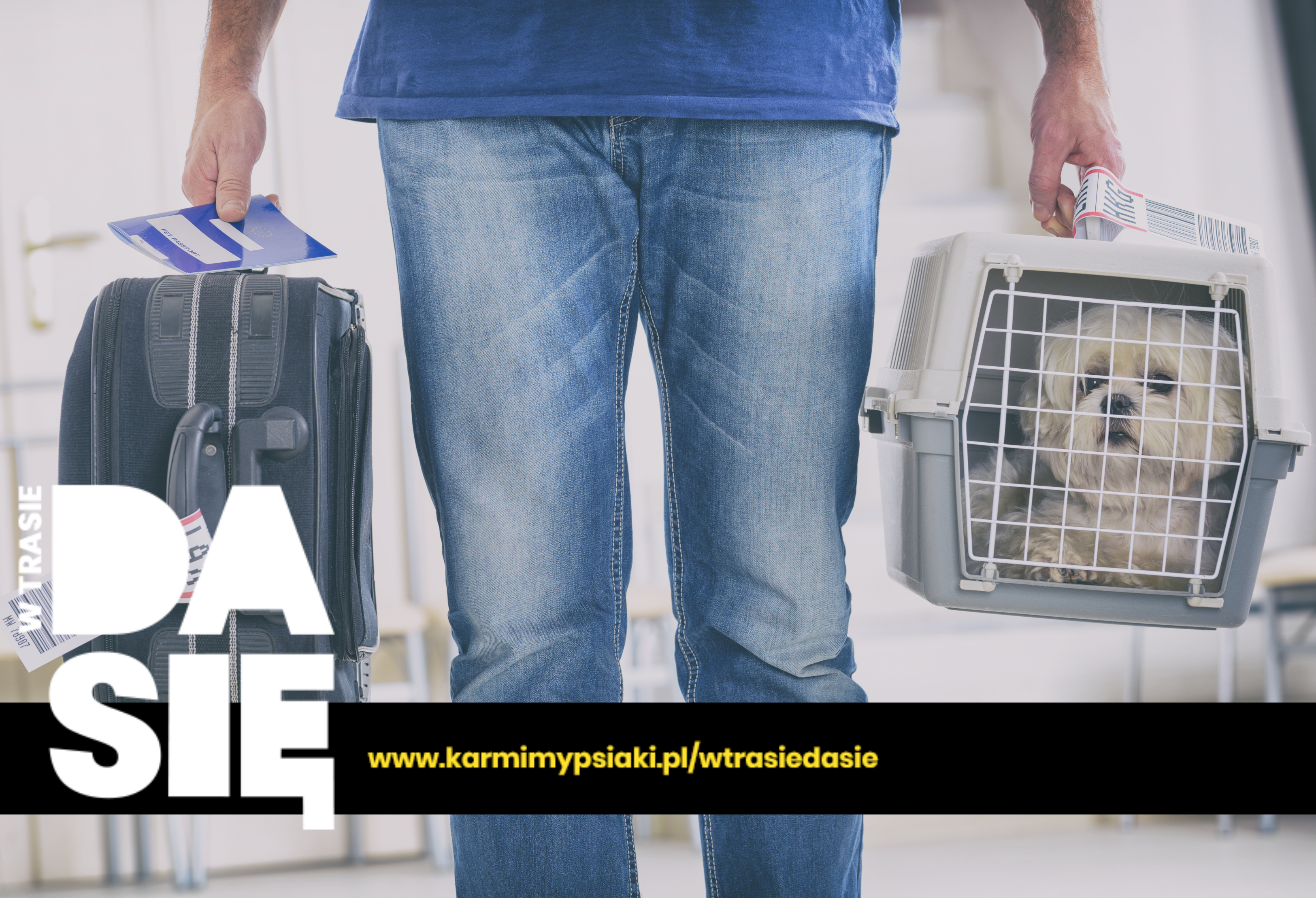 pies w samolocie