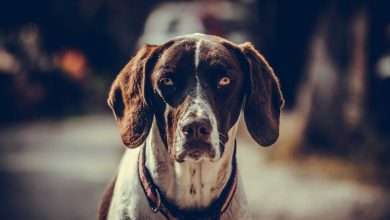 zaginął pies - smutny pies