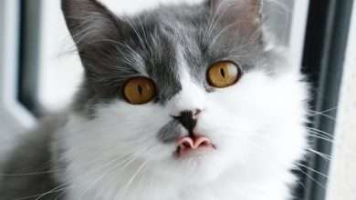 Kot z językiem na wierzchu