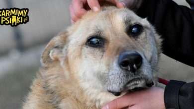 Jak pomagać zwierzętom? Pies