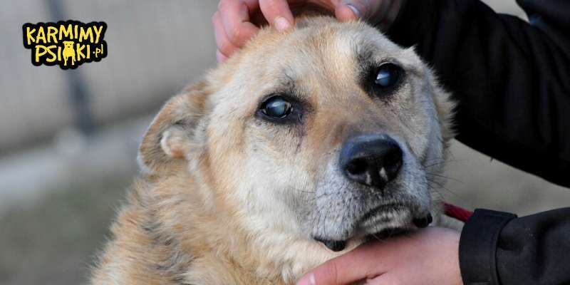 Jak pomagać zwierzętom? Pies