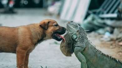 przyjaźnie międzygatunkowe