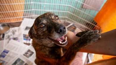 jak przygotować się do pierwszego psa