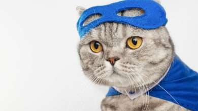 Niezwykłe umiejętności kotów potrafią zaskakiwać