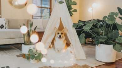 Nie każdy pies lubi zostawać w domu