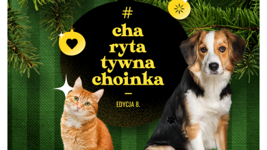 akcja dla bezdomnych zwierząt