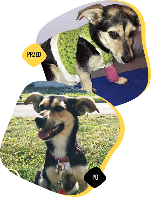 animal named Czacza before and after the help