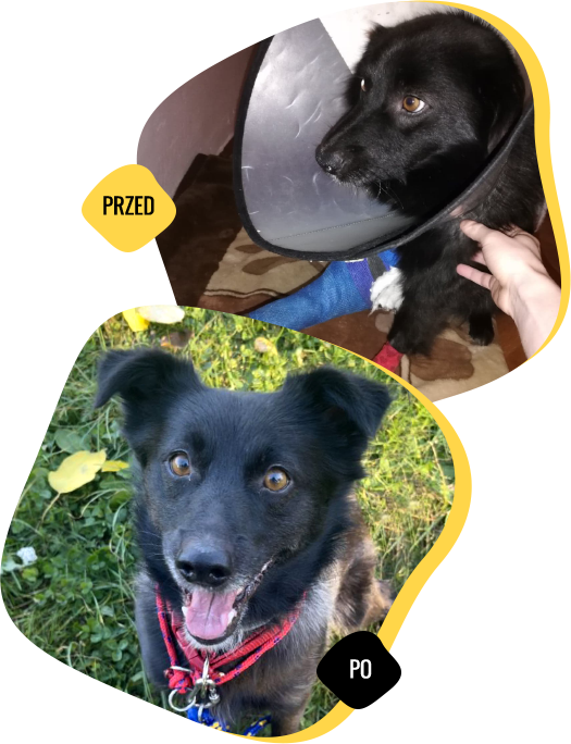 animal named Onyś before and after the help