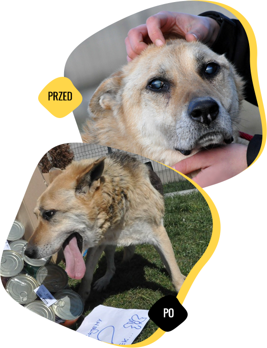 animal named Orsey before and after the help