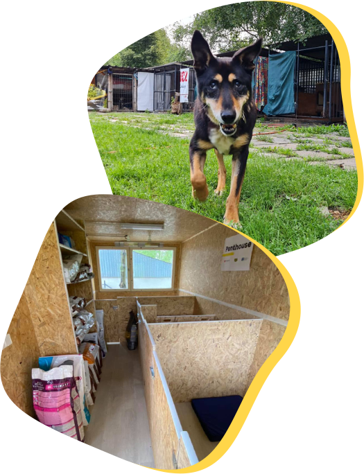 pound in Skawina before and after the help