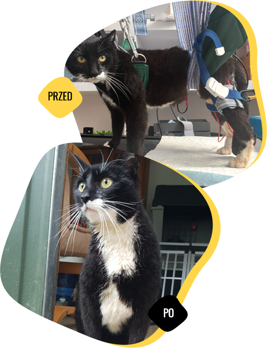 animal named Syriusz before and after the help