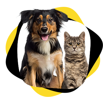 dog and cat