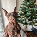 Doberman Carlos